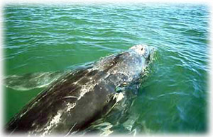 オレンジカウンティのホエールウォッチング | Visit California